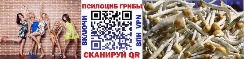 Галлюциногенные грибы Psilocybine cubensis Новодвинск